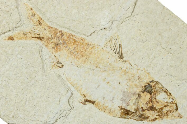 Bargain, Fossil Fish (Knightia) - Green River Formation #224509